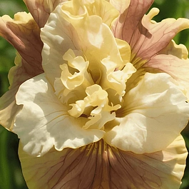 Ирис сибирский Wynne Magnolia