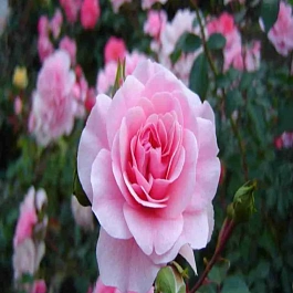 Роза Флорибунда Bonica