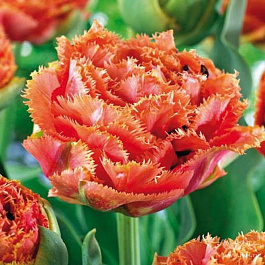 Тюльпан Сенсшиел Тач