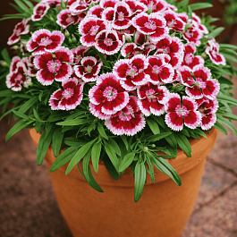 Гвоздика Dart Red Picotte