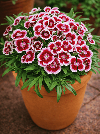 Гвоздика Dart Red Picotte