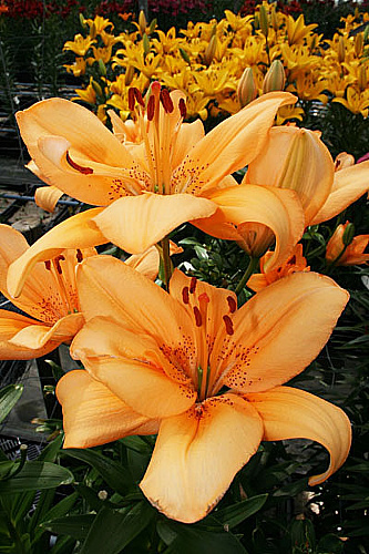 Лилия ла-гибрид Глоуб