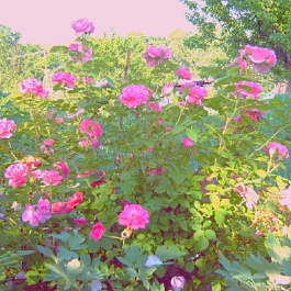 Роза канадская парковая Джордж Ванкувер