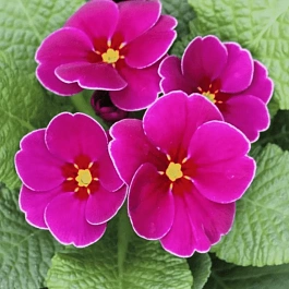 Примула Hethor Springsun Violet