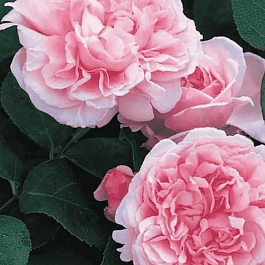 Роза Английская кустовая St Swithun