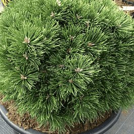 Сосна горная Jezek