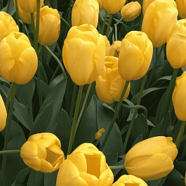 Тюльпан Novi Sun