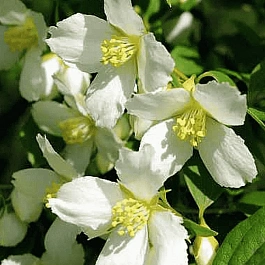 Чубушник Avalanche