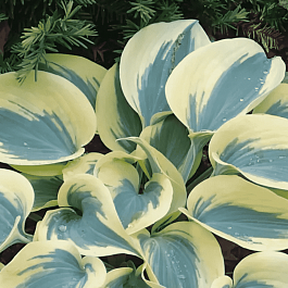 Хоста гибридная First Frost