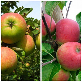 Дерево-сад (5 летка) яблоня 2 сорта Орловим-Красное раннее