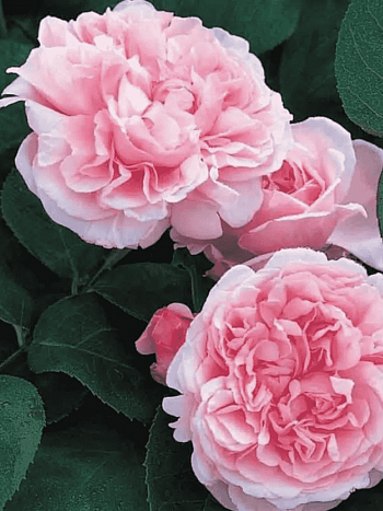 Роза Английская кустовая St Swithun