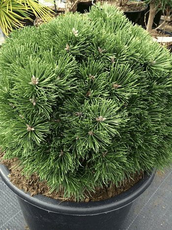 Сосна горная Jezek