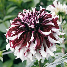 Георгина Декоративная Экс Фактор