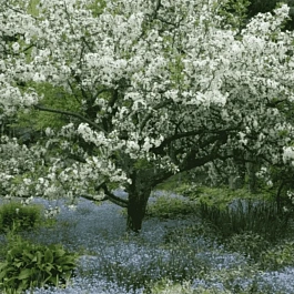 Яблоня декоративная Tina