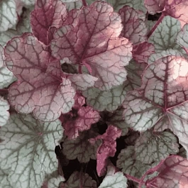 Гейхера Sugar Frosting