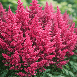 Астильба гибридная Fireberry