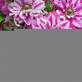 Клематис крупноцветковый Май Дарлинг