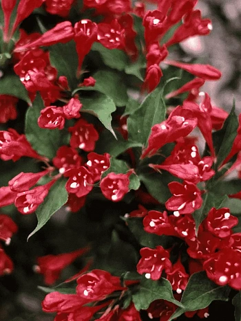 Вейгела цветущая Red Prince