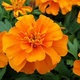 Бархатцы отклоненные Литл Хироу Оранж