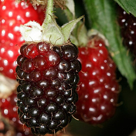 Ежемалина (ежевика)