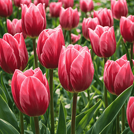 Тюльпан триумф Princess Irene Rose