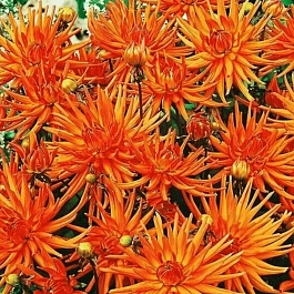 Георгина Park Rekord