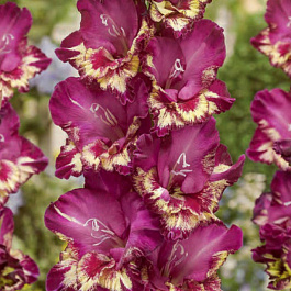 Гладиолус крупноцветковый Колор Клаб Гладиолус крупноцветковый Колор Клаб