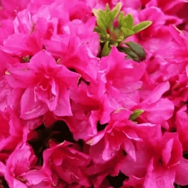 Рододендрон тупой Melina