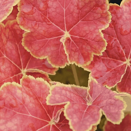 Гейхера Tiramisu