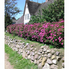 Спирея японская Неон Флэш Спирея японская Неон Флэш