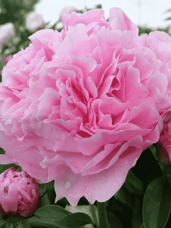 Пион Молочноцветковый Miss Eckhart