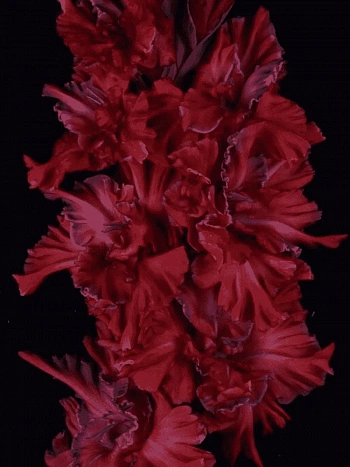 Гладиолус Омск