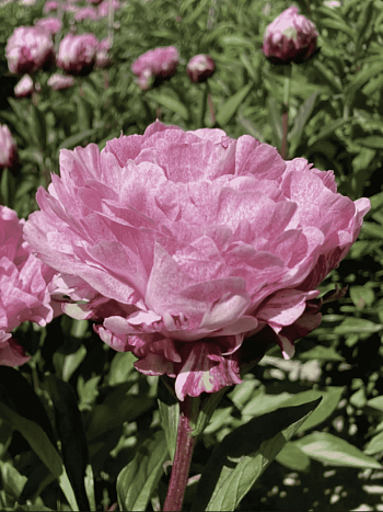 Пион Молочноцветковый Pietertje Vriend