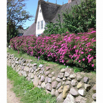 Спирея японская Неон Флэш