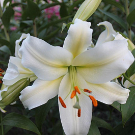 Лилия ОТ-гибрид Рексона