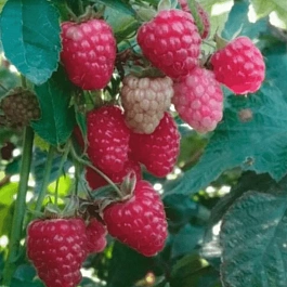 Малина ремонтантная Дочь Геракла