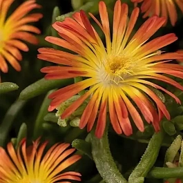 Делосперма культурная Delmara Orange