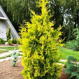 Туя западная Йеллоу Рибон Туя западная Йеллоу Рибон