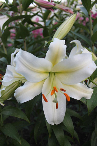 Лилия ОТ-гибрид Рексона