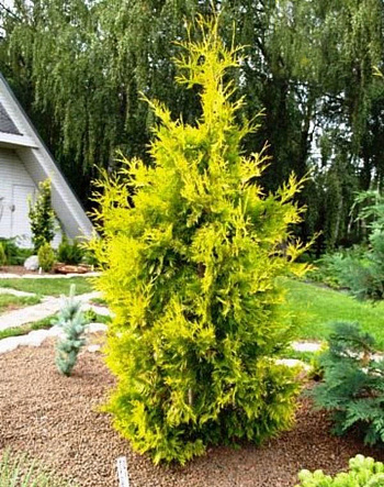 Туя западная Йеллоу Рибон