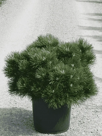 Сосна чёрная Hornibrookiana