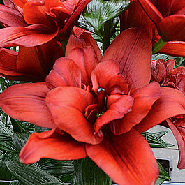 Лилия азиатская махровая Канари Уорф