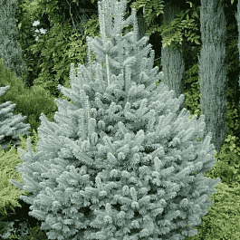 Пихта субальпийская Compacta