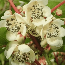 Актинидия аргута Weiki М