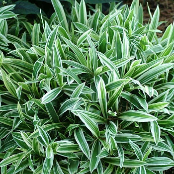 Осока килиомаргината Треже Айленд