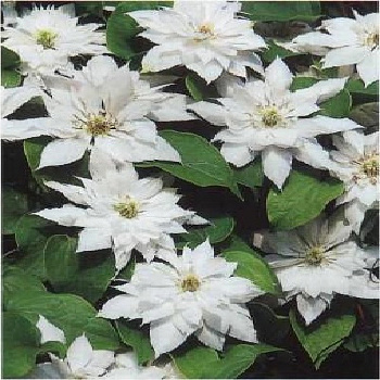 Клематис крупноцветковый Мать Сиедлиска