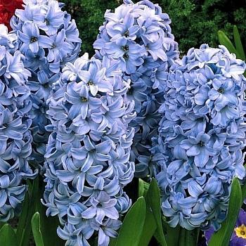 Гиацинт  Delft Blue