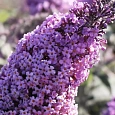 Буддлея давида Gulliver