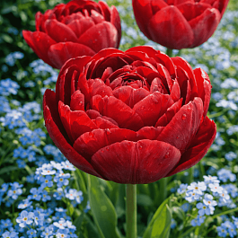 Тюльпан Uncle Tom