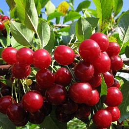 Вишня обыкновенная Факел (Дюк)